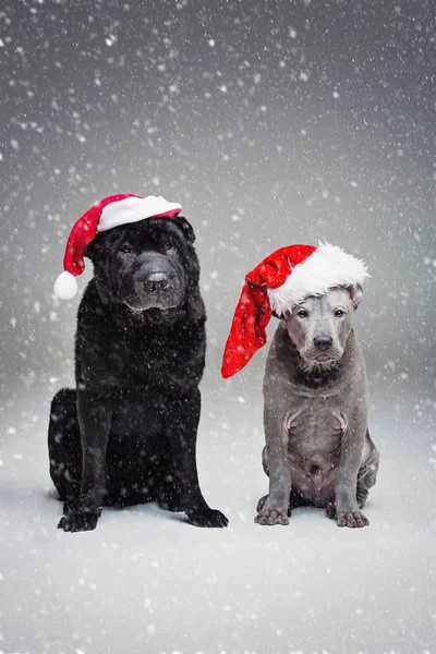 Тай риджбек щенок и Шар Пей собака — стоковое фото