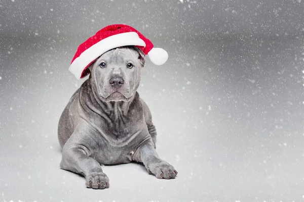 Tailandés ridgeback cachorro en Navidad sombrero — Foto de Stock