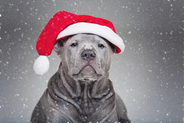 Tailandés ridgeback cachorro en Navidad sombrero — Foto de Stock
