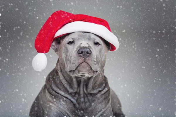 Thajský ridgeback štěně v vánoční čepice — Stock fotografie