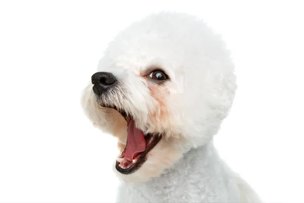 Cute bichon frise dog — Stock Photo, Image