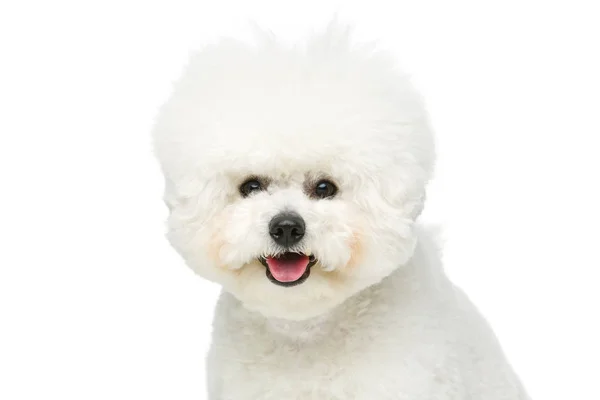 Niedlicher bichon frise Hund — Stockfoto