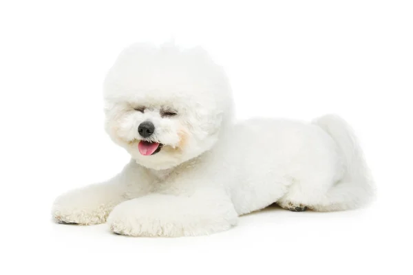 Pies ładny Dwuchromian Obszukać — Zdjęcie stockowe