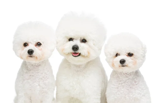 Aranyos bichon Frisco kutyák trió — Stock Fotó