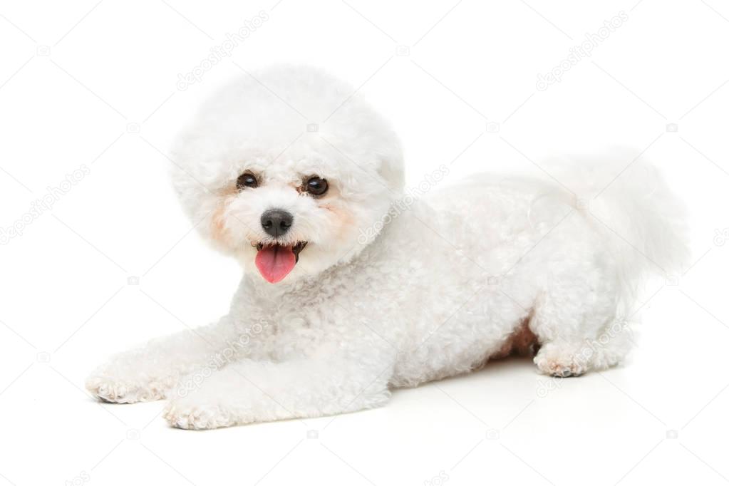 Cute bichon frise dog