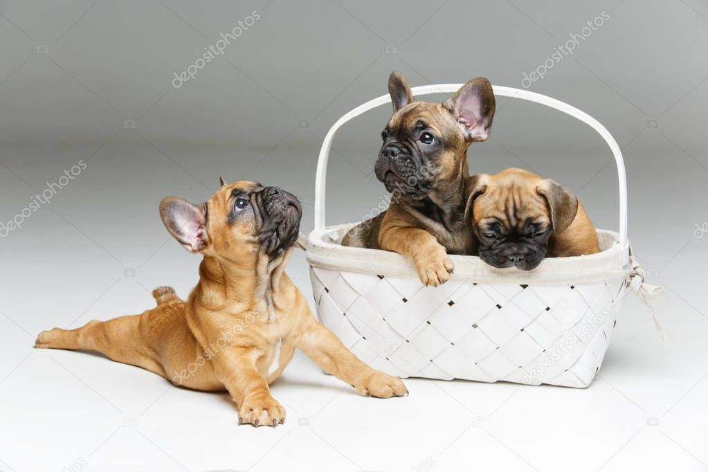 French bulldog puppies in basket