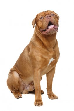 Young dogue de bordeaux dog 