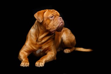 Young dogue de bordeaux dog 