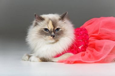 Kırmızı elbise giyen Birma kedi