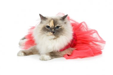 Kırmızı elbise giyen Birma kedi