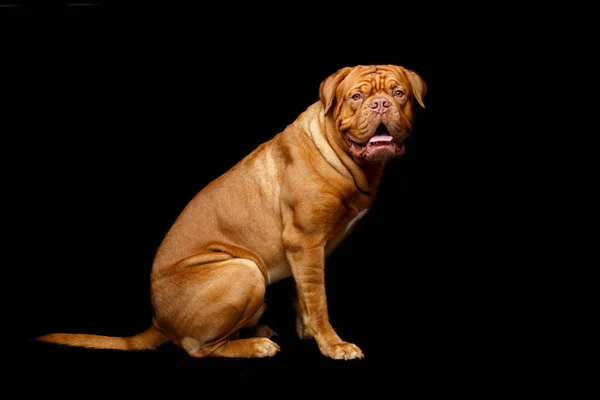 Cão dogue de bordeaux jovem — Fotografia de Stock