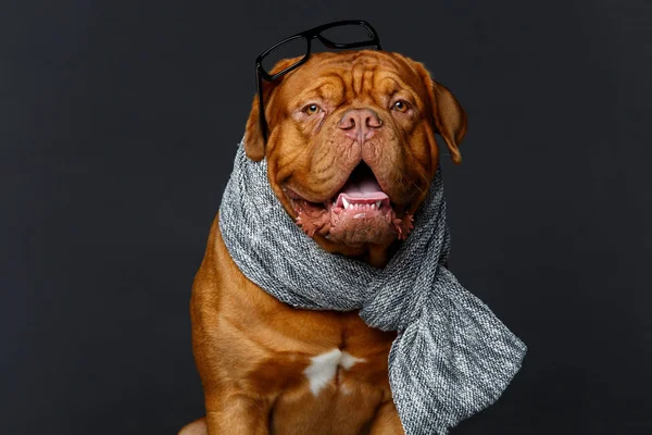 Perro con bufanda gris — Foto de Stock