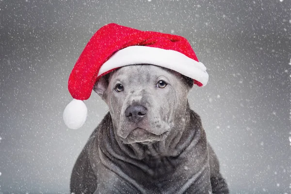 Cachorro con sombrero de Navidad — Foto de Stock