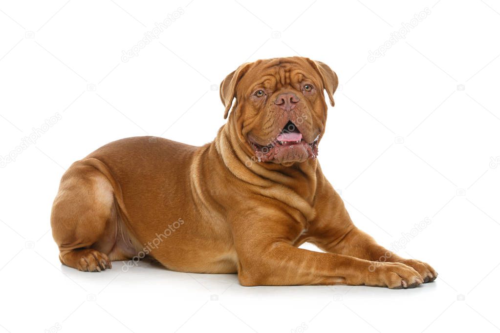 Young dogue de bordeaux dog 