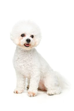 Şirin bichon frisee köpek