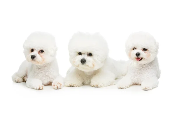 Trzy słodkie bichon frisee psy — Zdjęcie stockowe