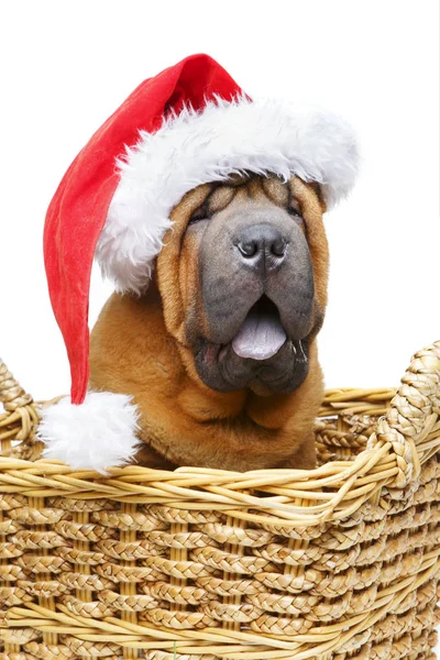 Shar pei köpek Noel şapkalı — Stok fotoğraf