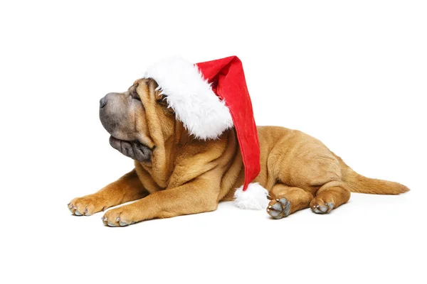 Shar pei cachorro en sombrero de Navidad —  Fotos de Stock