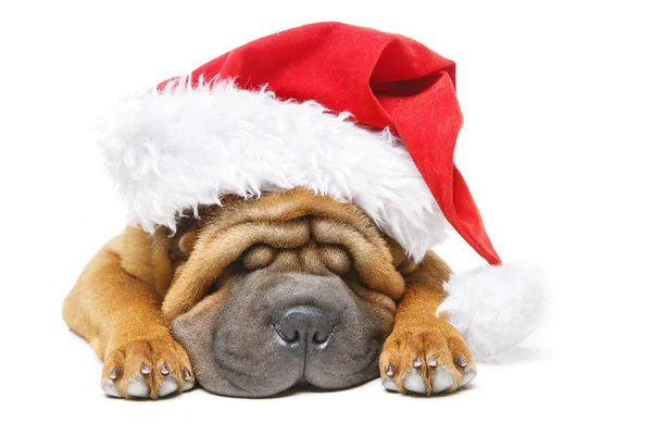 Shar pei köpek Noel şapkalı — Stok fotoğraf