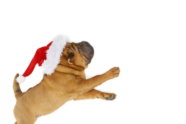Shar pei štěně v vánoční čepice — Stock fotografie