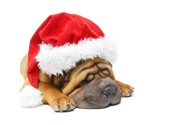 Шар Пей щенок в рождественской шляпе — стоковое фото