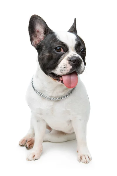 Franse bulldog hond geïsoleerd op witte achtergrond Stockfoto