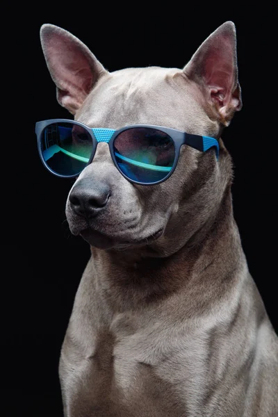 Belo tailandês ridgeback cão em óculos de sol — Fotografia de Stock