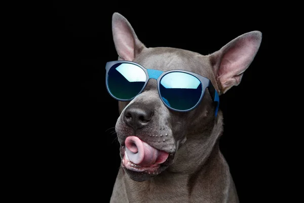 Prachtige thai ridgeback hond in zonnebril — Stockfoto