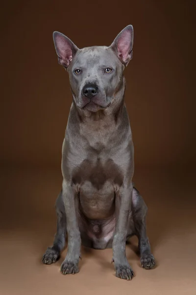 Vackra blå thai ridgeback hund — Stockfoto