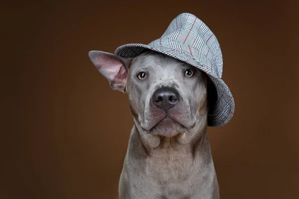 Hermoso azul tailandés ridgeback perro en sombrero — Foto de Stock