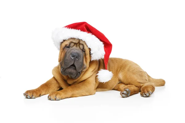 Shar pei köpek Noel şapkalı — Stok fotoğraf