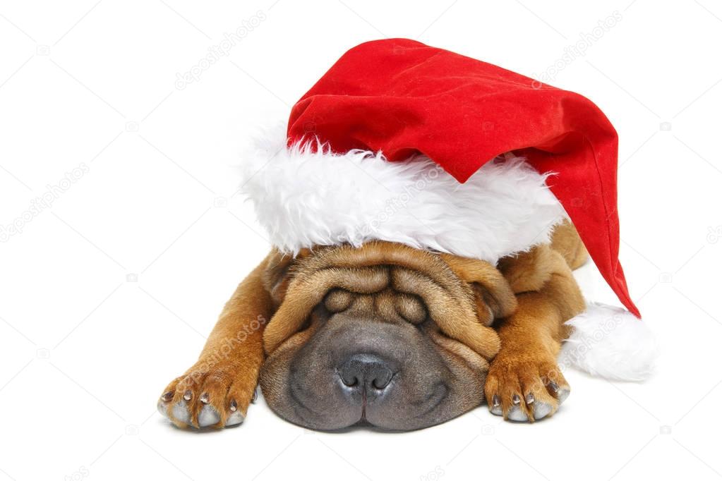 shar pei puppy in christmas hat