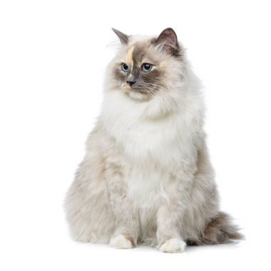 güzel birma kedi üzerinde beyaz izole