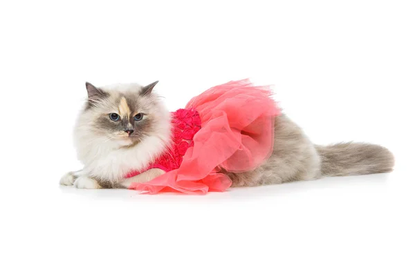 Beau chat birma en robe rose — Photo