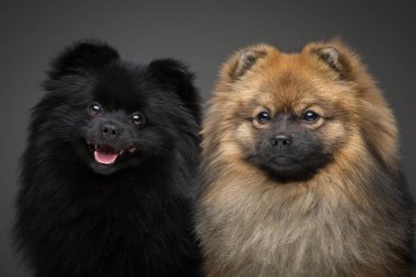 güzel spitz köpekleri gri arka plan üzerinde