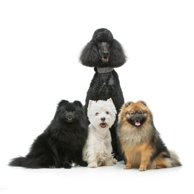 güzel spitz köpekleri ve gri arka plan üzerinde kaniş