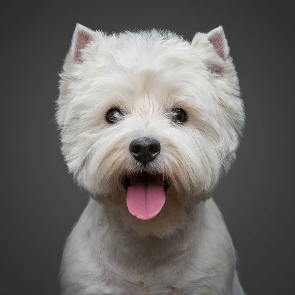 Красивая западная горная белая терьеровая собака — стоковое фото