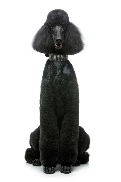Belo cão poodle preto isolado no branco — Fotografia de Stock