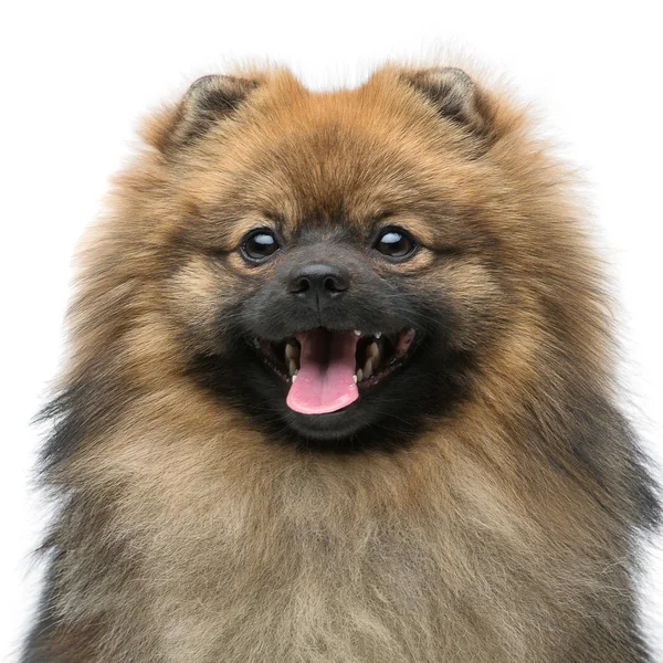 Hermoso perro spitz sobre fondo gris —  Fotos de Stock