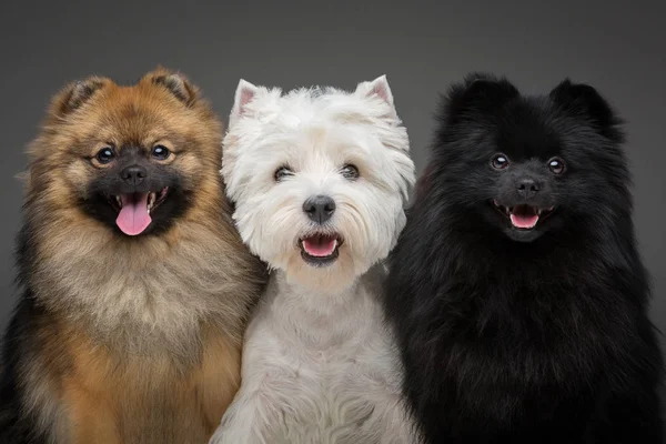 Красиві шпіц собаки на сірому фоні — стокове фото
