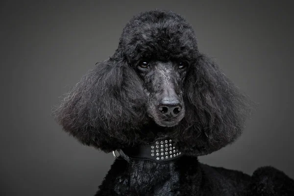 Bonito poodle preto no fundo cinza — Fotografia de Stock