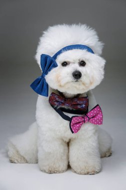 güzel bichon frisee köpek bowties