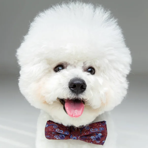 Belo bichon frisee cão em bowtie — Fotografia de Stock