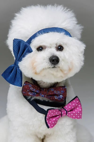 Güzel bichon frisee köpek bowties — Stok fotoğraf