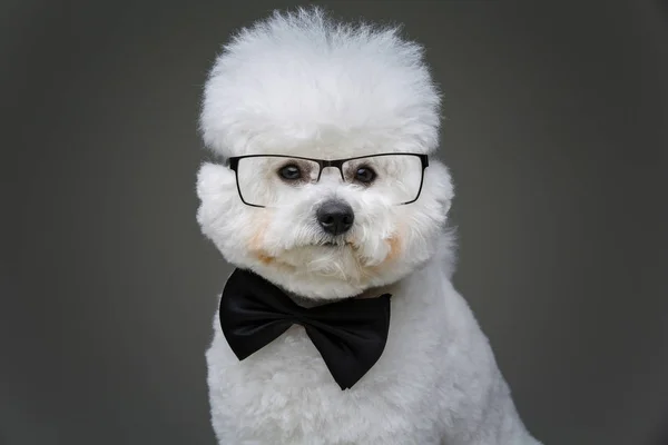 美丽的比 frisee 狗在领结和眼镜 — 图库照片