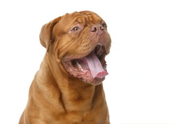 güzel bordeaux dogue köpek