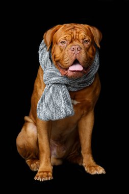 Fularlı güzel bordeaux dogue köpek