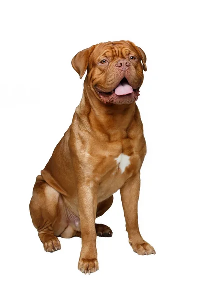 Belo cão dogue bordeaux — Fotografia de Stock