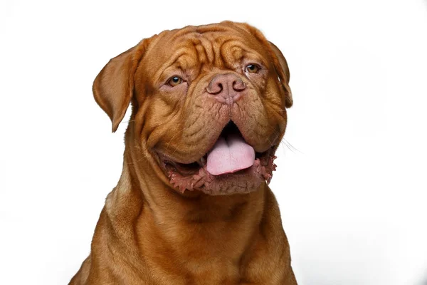 Krásný pes dogue bordeaux — Stock fotografie