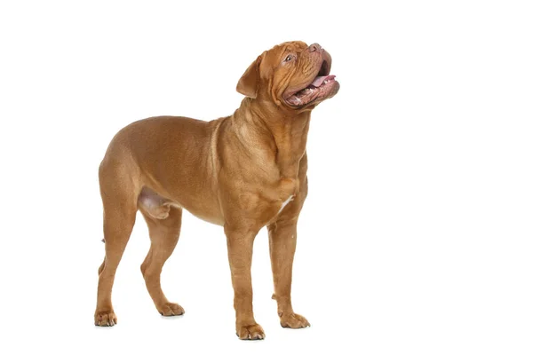 Piękny pies dogue bordeaux — Zdjęcie stockowe